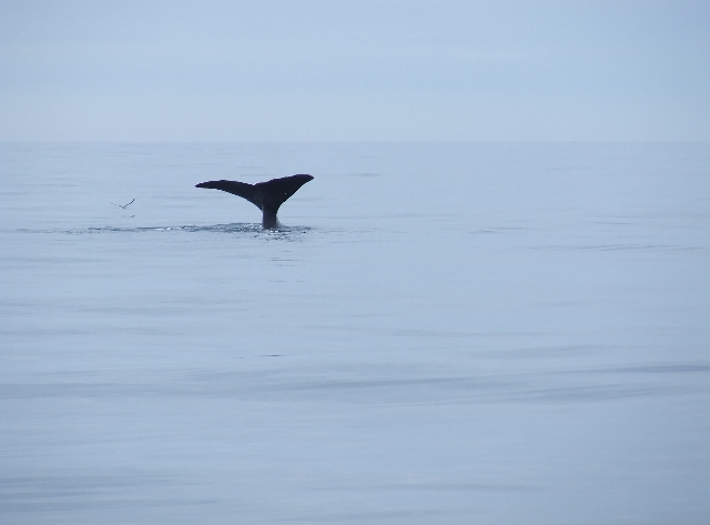 91 Diving Whale 5.JPG - Lucky Shot at 5 Seconds